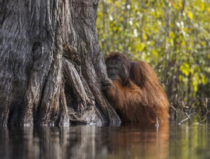 La ganadora de esta categoría es el encuentro ‘Cara a Cara en un río en Borneo’. La mágica fotografía de un orangután macho que observa desde la distancia. En esta zona el cultivo de palma de aceite amenaza el hábitat de esta y varias especies.