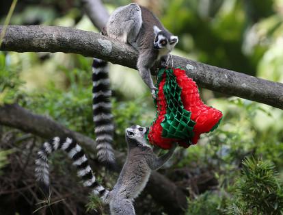Esta escena navideña la protagoniza-ron los lemures, una especie que procede de la isla de Madagascar.