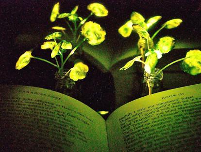 Investigadores del Instituto Tecnológico de Massachusetts han logrado crear una planta doméstica que emite luz natural.