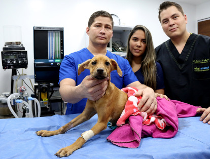 El animal fue entregada al médico veterinario Sebastián Piedrahita, quien la recibió y señaló que Lupita debía ser sometida a algunas cirugías para empezar a reconstruirle la vagina y también para reubicar el canal de la uretra.