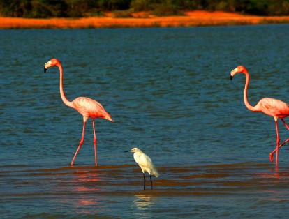 Ubicado en la península de La Guajira es un lugar en el que se pueden observar diferentes tipos de aves, entre las que se destacan los agraciados flamencos rosados. Un clima costero con cielos azules y playas de agua cristalina.