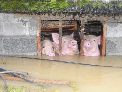 3-	Las fuertes lluvias azotaron el municipio de Chongqing, en China. Los cerdos quedaron parcialmente sumergidos en las crecientes aguas.