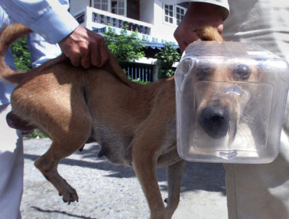5-	En Tailandia, unos veterinarios llevan a un perro callejero con un recipiente plástico atascado en su cabeza, buscando retirar el envase del canino.