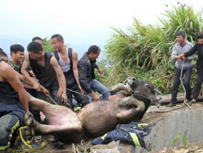 7-	Bomberos y granjeros de la provincia de Jiangsu, en China, tiran de cuerdas para rescatar a un búfalo que cayó en un pozo y que para fortuna del bóvido y sus dueños, se encontraba seco.