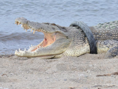 12-	Un cocodrilo se desplazó hasta las playas de Palu, en Indonesia; donde los asistentes a la toma de sol vespertina, detectaron el atasco del reptil: Un neumático de motocicleta alrededor de su cuello.