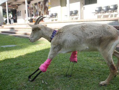 Meses después, los expertos decidieron realizarle un par de prótesis que le devolverían a Lulú la posibilidad de volver a caminar en cuatro patas. Contactaron a la empresa Animal Fix, dedicada al desarrollo de soluciones de movilidad animal.