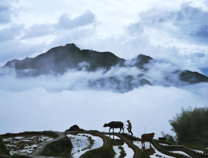 En la categoría de naturaleza y vida silvestre el ganador fue Yongmei Wang por esta fotografía que se llama ‘Caminando en las nubes’.