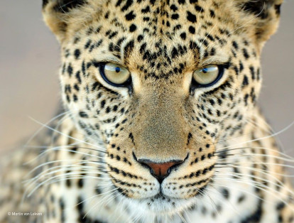 Mirada de leopardo. Durante tres semanas en el parque nacional de Serengeti, en Tanzania, el fotógrafo Martin van Lokven se encontró varias veces con este leopardo hembra. Los guías locales la llamaban Fundi y posó frente a su lente.