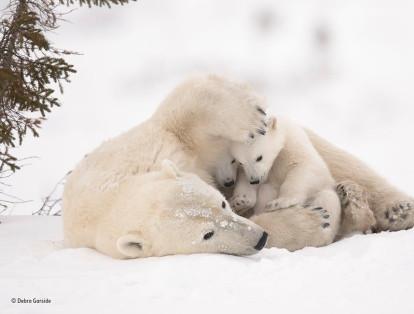 Abrazo cálido. Cuando los osos polares salen de las madrigueras en primavera, los cachorros se quedan cerca de sus madres en busca de calor y protección. Pero una vez que son fuertes y se sienten seguros, caminan hacia el hielo marino con su progenitora para que esta pueda buscar focas. La fotógrafa Debra Garside esperó seis días cerca de la guarida de esta familia, en el parque nacional de Wapusk, en Canadá, para retratar el momento. Allí, las condiciones meteorológicas eran desafiantes, pues se enfrentó a temperaturas de hasta menos 55 grados con vientos fuertes.