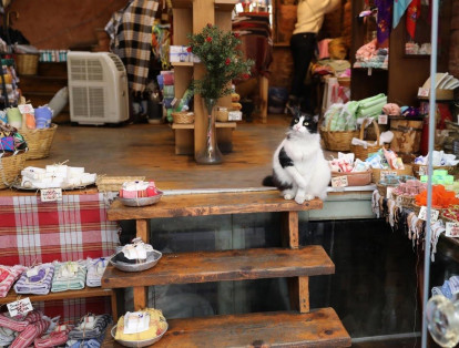 Los dueños de tiendas y locales a menudo conocen a los gatos de su barrio por su nombre y cuentan historias sobre ellos, como si estuvieran hablando de un amigo. Fotos: Goran Tomasevic / Reuters