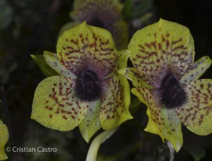 Esta especie recibe el nombre de Orquídea Telipogon yolandae y es originaria de Sudámerica. Son generalmente pequeñas y requieren de alta circulación de aire para evitar la pudrición por hongos. En Colombia, es una especie endémica del Parque Nacional Natural Chingaza.