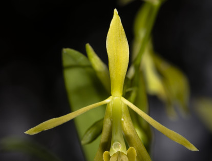 La Orquídea Epidendrum robinson-galindoi es una especie
endémica del Parque Nacional Natural Chingaza y se descubrió el año pasado.