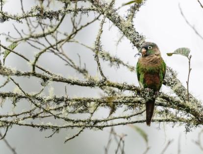 El Periquito aliamarillo Pyrrhura calliptera es una especie endémica de la cordillera oriental de los Andes y se encuentra en estado de amenaza vulnerable.