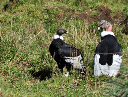 El Cóndor de los Andes Vultur gryphus es un ave que habita en Sudamérica, entre la cordillera de los Andes hasta las costas adyacentes de los océanos Pacífico y Atlántico. Es una especie que se encuentra en peligro crítico d extinción.