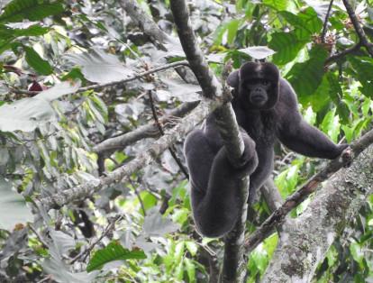 El Mono churuco (Lagothrix lugens) tiene un pelaje lanudo color negro o marrón negruzco hasta gris claro. Es considerado por la Unión Internacional para la Conservación de la Naturaleza como especie en peligro crítico de extinción.