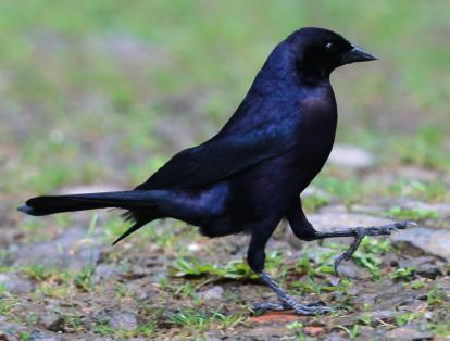 El Chamón Parásito es un ave que habita en la mayor parte de Sudamérica. Los machos miden alrededor de 20 centímetros y pesan 45 gramos, son de color negro con un brillo tornasolado. Las hembras miden 19 centímetros y pesan 31 gramos, su plumaje es marrón oscuro.