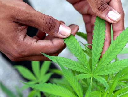 El cultivo de cannabis abarcaría una longitud inicial de 17, 5 hectáreas.