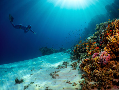 Como solución a la perdida de los arrecifes de coral producto de la  acidificación del océano, la Facultad de Ciencia Atmosférica y Marina de la Universidad de Miami, ha creado  unos jardines de arrecife de coral del tamaño de varias canchas de fútbol.