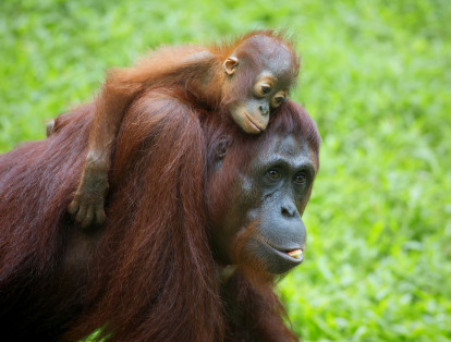 7. Borneo: Ubicada en el sudeste de Asia es la tercera isla más grande de todo el mundo y posee el 6 % de la biodiversidad de todo el planeta. Tal y como lo afirma la WWF, este paradisiaco lugar ya ha perdido más de la mitad de sus bosques; en las últimas tres décadas.