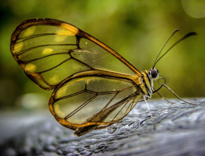 También es notable la presencia de un gran número de mariposas multicolores y de anfibios, de los cuales se encuentran ocho especies pertenecientes al género Pristimantis.