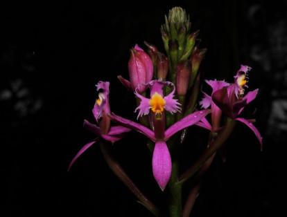 Se registra un número de más de 340 especies de flora. Las más comunes son las bromelias, además de orquídeas y anturios.
