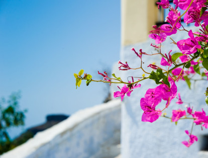 La flor Bougainvillea abunda en Paros, otra pequeña isla griega. Desde Atenas se pueden tomar vuelos directamente hasta allí; tardan 45 minutos en llegar.