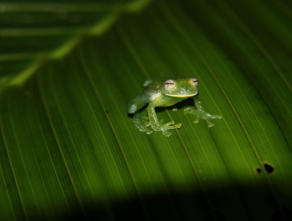 Entre los anfibios se encuentra la Rana de Cristal (Centrolene sp). Presenta una coloración dorsal verde y una piel ventral transparente que permite visualizar sus órganos de manera clara.