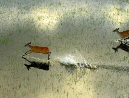 En las sabanas del municipio de Cravo Norte, en Arauca, reside el venado de cola blanca.