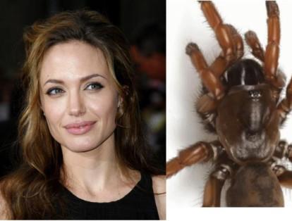 Angelina Jolie tuvo su momento de ‘fama’ en el mundo animal al ser homenajeada por su labor en el Alto Comisionado de la ONU con una arácnida homónima. El ‘Aptostichus angelinajolieae’ vive en zonas residenciales de California, Estados Unidos.