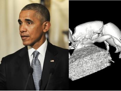 Barack Obama, el exmandatario de Estados Unidos, se enteró en agosto de 2017 de la existencia de un insecto que fue denominado con su apellido. El ‘Zasphinctus obamai’ es un animal encontrado por científicos japoneses en las inmediaciones del pueblo de donde provienen los antepasados de Obama.