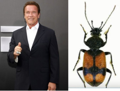 ‘I´m come back’ dice una mosca que, a principios de este año, fue denominada como Arnold Schwarzenegger, el recordado Terminator, debido al tamaño voluble de sus piernas. La ‘Megapropodiphora arnoldi’ mide 0,4 milímetros, siendo actualmente el díptero más pequeño del mundo.