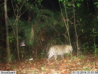 El jaguar (Panthera onca) es el mayor félido de América y el tercero del mundo, después del tigre y el león. Se asemeja mucho en apariencia física al leopardo, pero es de mayor tamaño y robusto. Es solitario y un cazador innato, posee una mordedura muy potente. Está calificado en la Lista Roja de la UICN como especie casi amenazada.