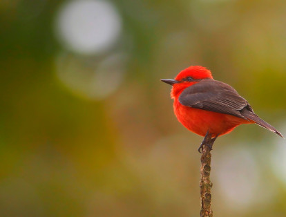 El libro rojo de las aves de Colombia elaborado por el Instituto Humboldt y la Universidad Javeriana, registra 90 especies de aves extintas, amenazadas y en peligro de amenaza
