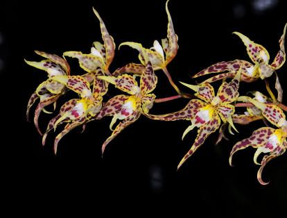 La orquídea fue denominada la flor emblemática de Colombia por la Academia Nacional de Historia en 1936. Esta es una Odontoglossum gloriosum y es posible encontrarla en el Parque Nacional Natural Chingaza.