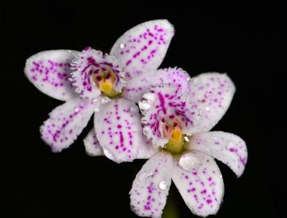 Las orquídeas fueron uno de los principales objetos en el proceso creativo del arquitecto Rogelio Salmona, estas flores están presentes en gran parte del diseño de sus obras. Esta es una Epidendrum fimbriatum del Parque Nacional Natural Chingaza.
