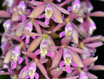 La región Andina posee el mayor número de especies de orquídeas en el país.