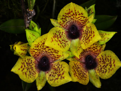 Las orquídeas están presentes en casi todos los ecosistemas terrestres del planeta, excepto en los polos, en lugares con nieves perpetuas y en ambientes desérticos. Esta es una Telipogon yolandae del Parque Nacional Natural Chingaza.