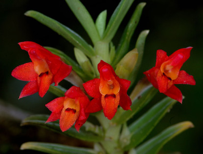 El uso más importante de las orquídeas es el ornamental, siendo uno de los grupos de plantas más cultivados en varias partes del mundo.