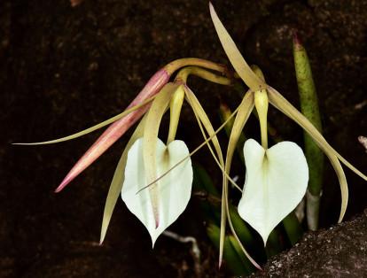 En Colombia existen exclusivamente 1.572 especies registradas de orquídeas, lo que es un gran reto para su conservación.