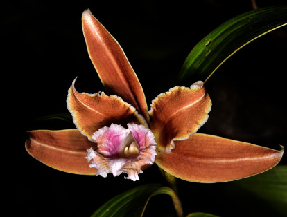 La mayoría de las especies de orquídeas se encuentran en peligro de extinción por causa de la alteración o destrucción del hábitat en donde crecen, principalmente, debido a la presencia de las actividades humanas.
