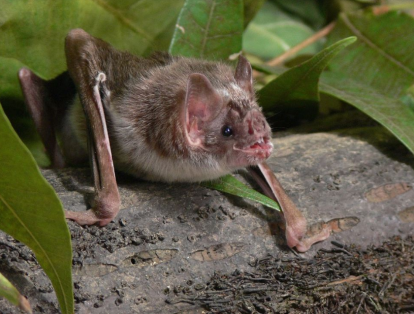 Según el Instituto de Investigación de Recursos Biológicos Alexander von Humboldt, Colombia es el segundo país en el mundo con más diversidad de especies de murciélagos, después de Indonesia. Estos animales representan el 20% de los mamíferos en el país.