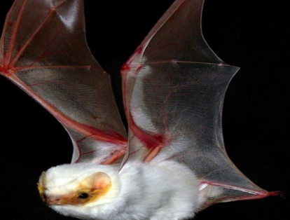 No son roedores voladores. Los murciélagos son popularmente descritos como “ratones que vuelan”. Sin embargo, García afirma que tienen estructuras anatómicas totalmente diferentes así como una historia evolutiva distinta.