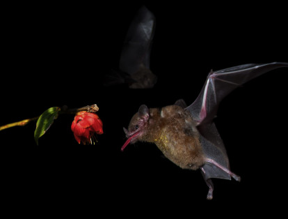 Muchas plantas dependen por completo de los murciélagos, ya que dejan semillas en sus heces durante los vuelos, lo que facilita su dispersión y germinación.