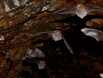 Tienen un gran sistema de comunicación. Las llamadas de un murciélago pueden alcanzar hasta los 130 decibelios, registrado como el más intenso de todos los animales voladores en el mundo.