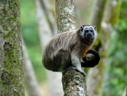 Otras especies que encuentran un hábitat propicio en este refugio natural son el mono aullador y mico tití.