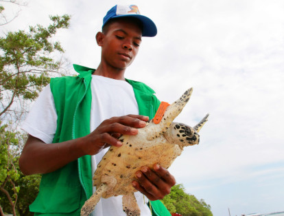 11 Tortugas Carey que nacieron en Playa Blanca, Isla de Barú, fueron trasladadas hasta isla Arena en Islas del Rosario en Cartagena de Indias, fueron liberadas este sábado y ahora, libres, hacen parte de la fauna marina.
