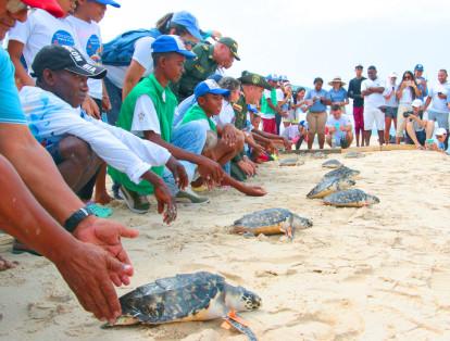 Para esta ocasión fueron liberadas 11 tortugas de la especie carey.