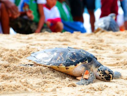 El objetivo principal es devolver a su hábitat a las tortugas que han sido capturadas por pescadores o que han sido decomisadas por la autoridad ambiental