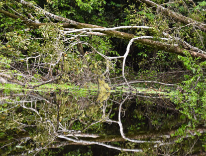Como es arriba, es abajo. Los ríos de aguas negras que nacen al interior de la selva húmeda tropical, actúan como espejos relucientes donde la vegetación pinta hermosos reflejos. Lagos de Tarapoto sitio Ramsar en el Amazonas colombiano.