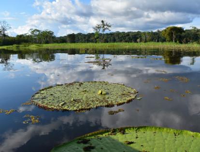 Victorias regias en un remanso del río Loretoyacu en el Amazonas colombiano.